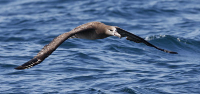 Black-footed Albatross