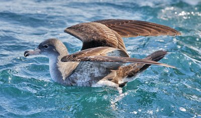 Pink-footed Shearwater