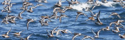 Red Phalaropes