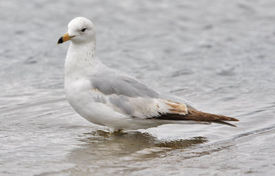 Ring-billed Gull, 1st cycle