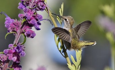 Anna's Hummingbird, adult female (#3 of 3)