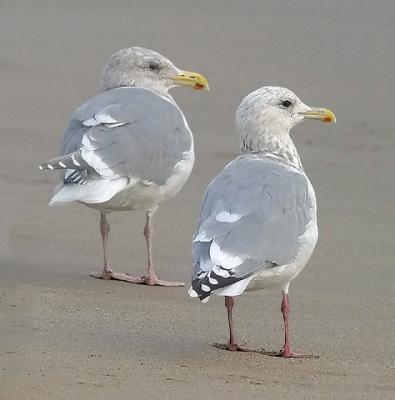 Thayer's Iceland Gull (right) with presumed Glaucous-winged x Western Gull, both basic adults