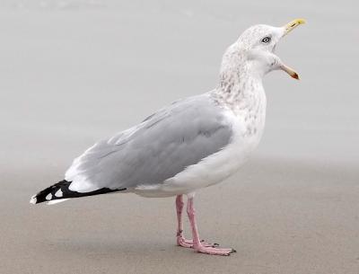 Herring Gull, 4th cycle or basic adult