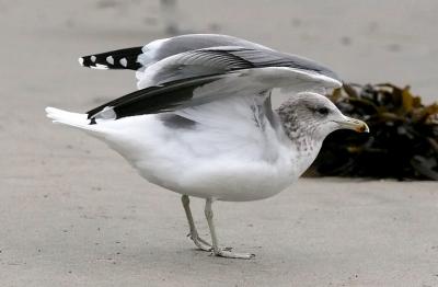 California Gull, basic adult
