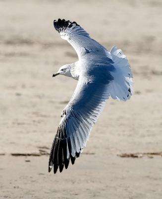 Ring-billed Gull, 2nd cycle