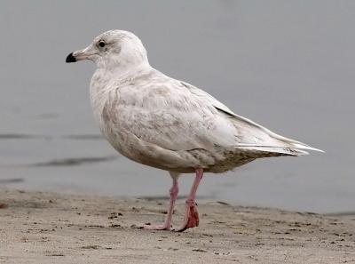 Glaucous Gull, 1st cycle