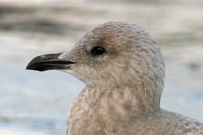 Thayer's Iceland Gull, 1st cycle (2 of 2)