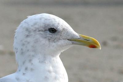 Thayer's Iceland Gull, basic adult (2 of 2)