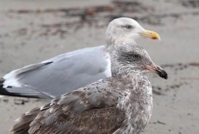 pale-eyed Western Gull, 1st prealt. molt, with adult Herring Gull (rear)