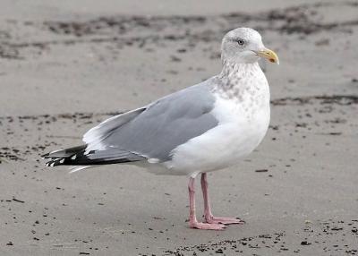 Herring gull, basic adult