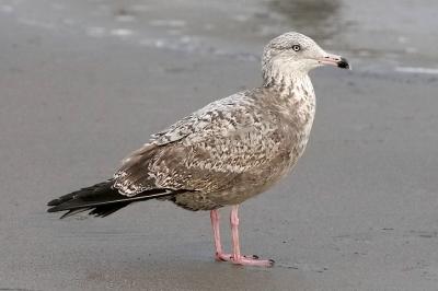 Herring Gull, 2nd cycle