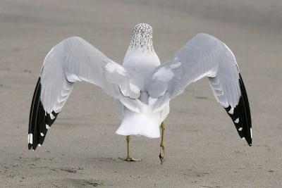 Ring-billed Gull, schizochroic, basic adult