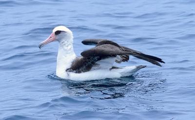 Laysan Albatross (#1 of 5)