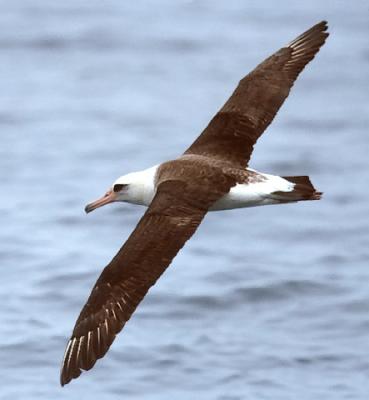 Laysan Albatross (#3 of 5)