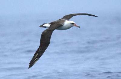 Laysan Albatross (#2 of 5)