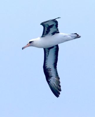 Laysan Albatross (#5 of 5)