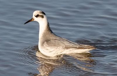 Red Phalarope, basic adult