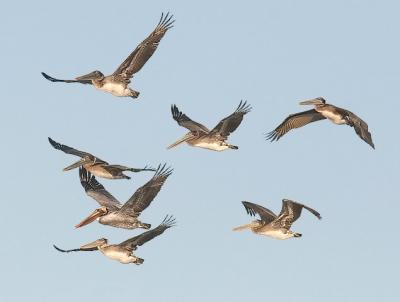 Brown Pelicans, 1st  & 2nd cycle