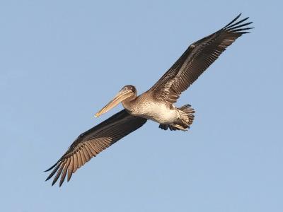 Brown Pelican, 1st cycle