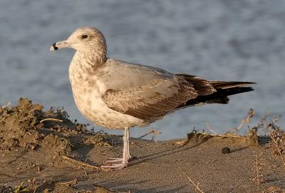 California Gull, 2nd cycle, probable L. c. albertaensis 