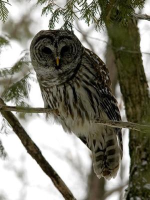 Barred Owl