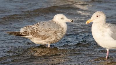 Herring Gull, 2nd cycle