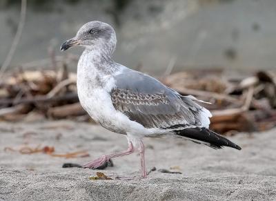 pale-eyed Western Gull, 2nd cylce (#1 of 2)
