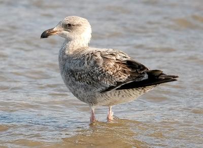 Westerm Gull, 1st cycle