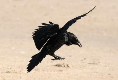 Common Raven (#1 of 3)