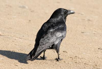 Common Raven (#3 of 3)