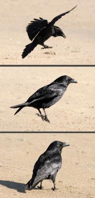 jumping Common Raven - scroll