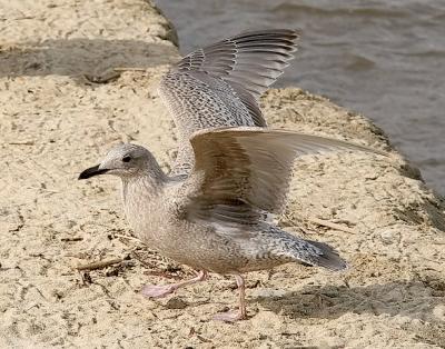 Probable Thayer's Iceland Gull, 1st cycle