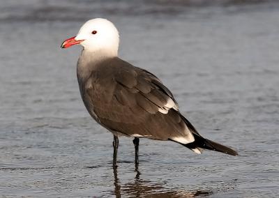 Heermann's Gull, 3rd cycle or adult