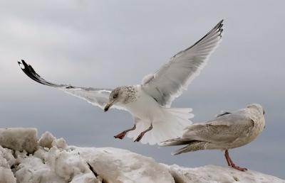 Herring Gull, 4th cycle or adult (left) & Kumlien's Iceland  Gull, 2nd cycle