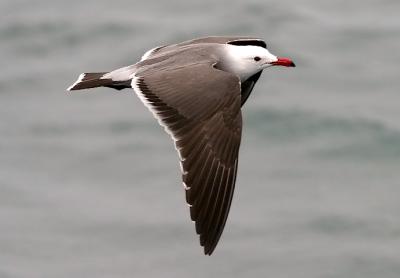 Hermann's Gull, alternate adult