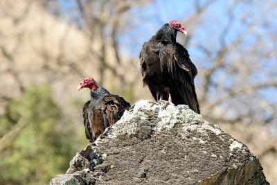 Turkey Vultures
