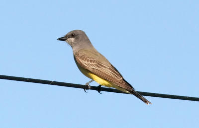 Cassin's Kingbird