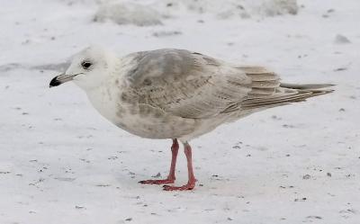 Kumlien's Iceland gull, 2nd cycle