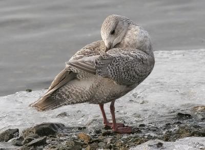 Kumlien's Iceland Gull, 1st cycle 
