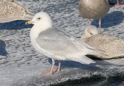 Kumlien's Iceland Gull, 3rd cycle