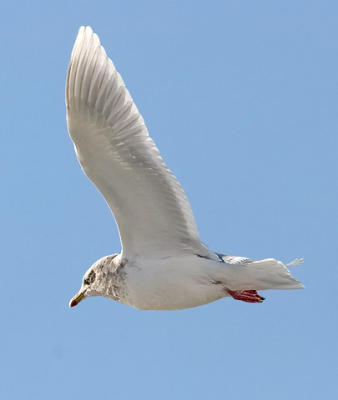 adult presumed g. glaucoides Iceland gull