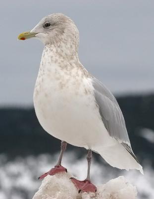 Kumlien's Iceland Gull, basic adult