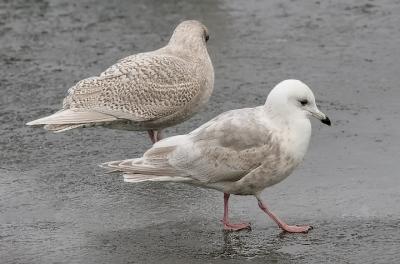 Kumlien's Iceland Gulls, 1st cycle (left) with 2nd cycle