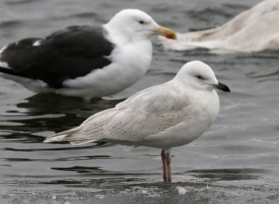 Kumlien's Iceland Gull, 2nd cycle (front) with adult Great Black-backed Gull