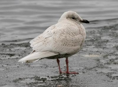 presumed g. glaucoides Iceland gull, 1st cycle