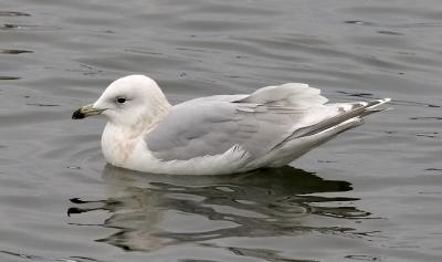 Kumlien's Iceland Gull, 2nd cycle