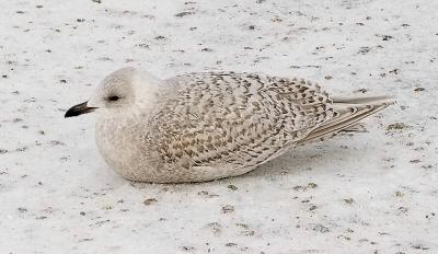 Kumlien's Iceland Gull, 1st cycle