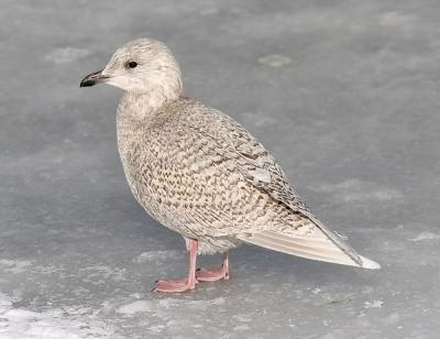 1st cycle probable g. kumleini Iceland Gull