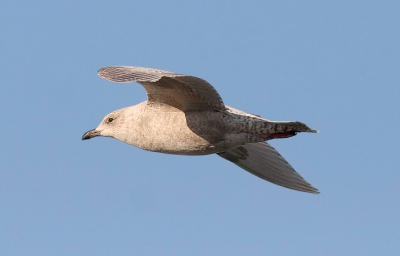 Kumlien's Iceland Gull, 1st cycle