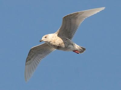 1st cycle probable g. kumleini Iceland Gull